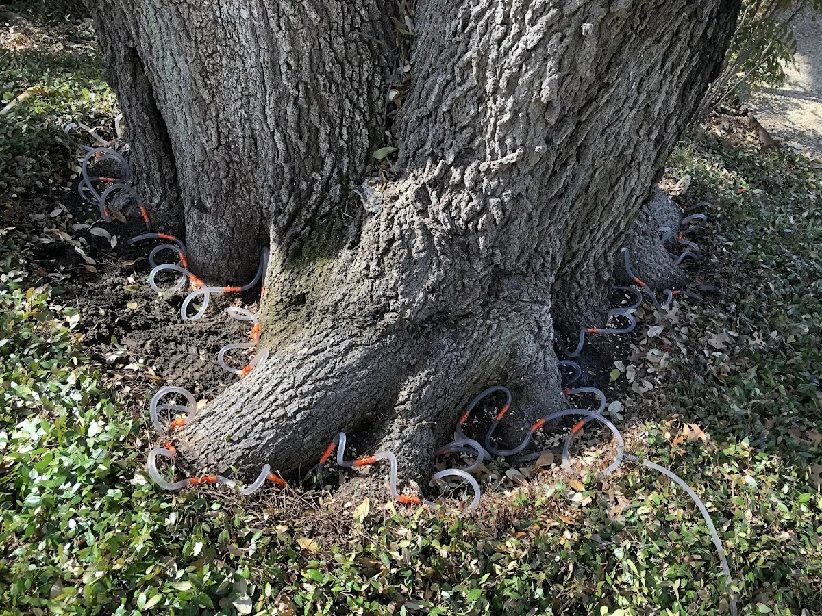 Detailed Tree Cabling and Bracing job site in Minot