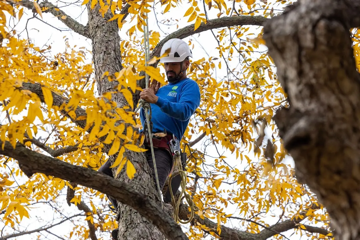 Skilled Tree Trimming crew working in Minot