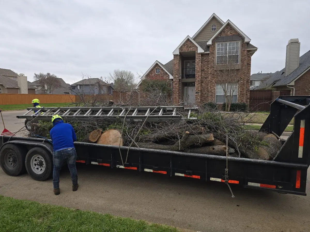 Expert Tree Removal with proper safety equipment in Minot